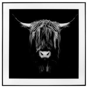 Highland Cow Picture + Frame