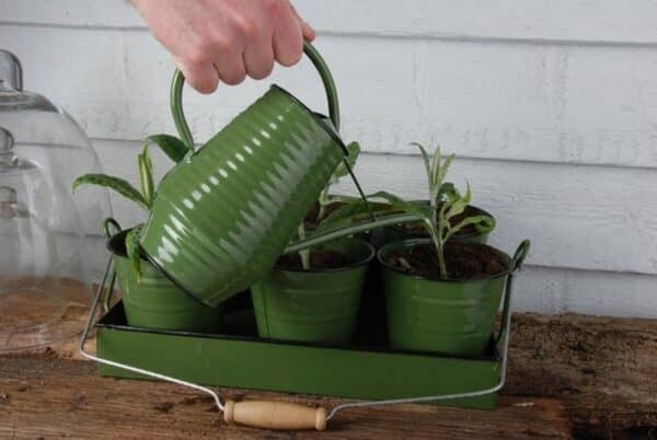 Small Watering Can - in use image