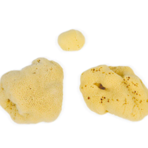 Natural Sea Sponge image