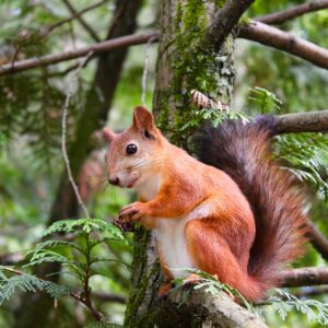Garden Wildlife