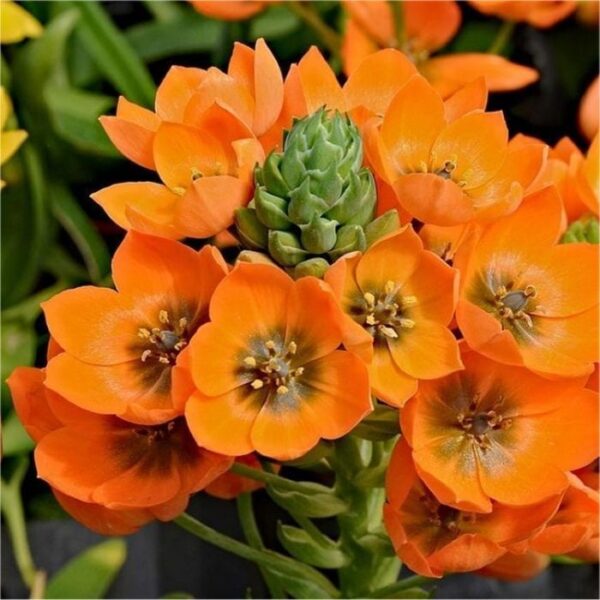ornithogalum dubium orange