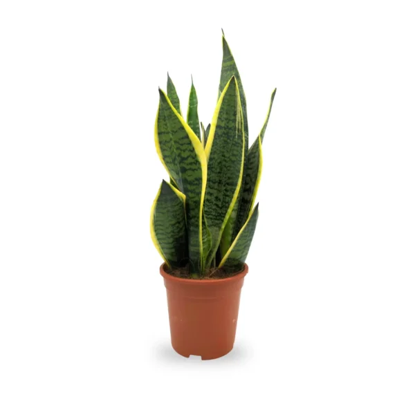 Sansevieria-futura-Superba-Snake-Plant