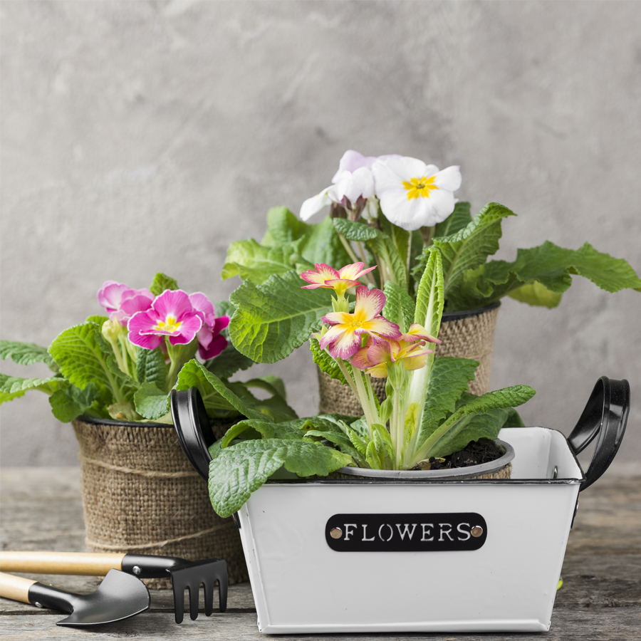 Gifts For Garden lovers One and Every