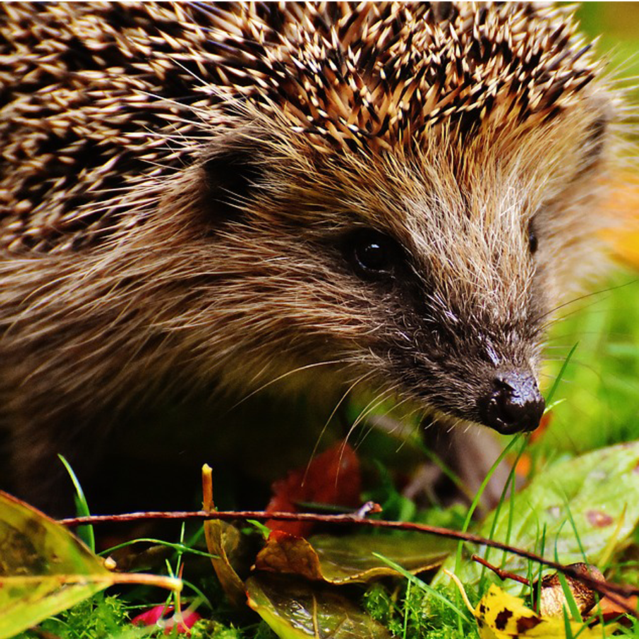 Shop Garden Wildlife Products - One and Every