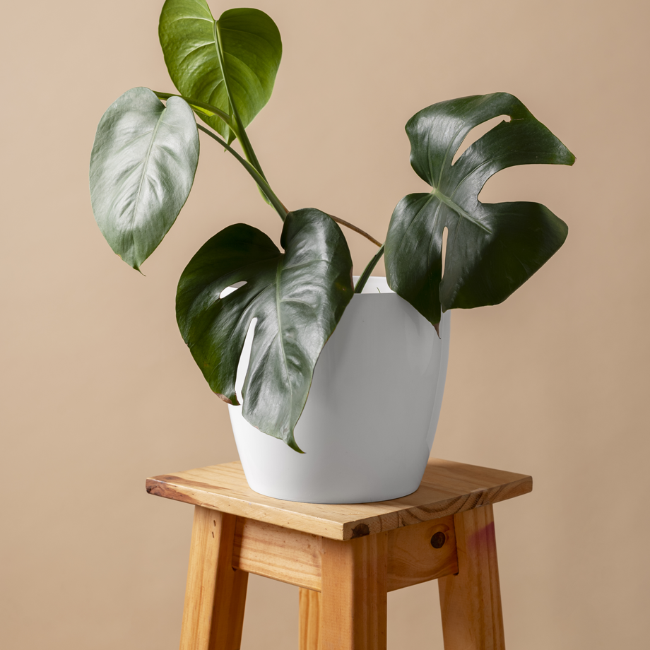 Shop House Plant Accessories